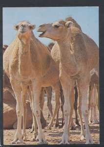 Animals Postcard - Camels - Give us a Kiss RR5019