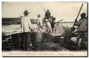 Old Postcard Fishing scientific Campaign Princess Alice butchering d & # 39un...