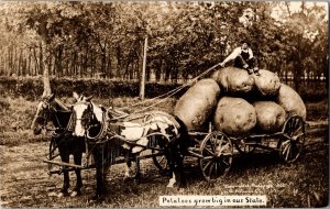 RPPC Real Photo Exaggeration Giant Potatoes Horse-Drawn Cart Farming JP9