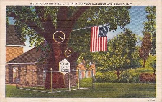 New York Historic Scythe Tree On A Farm Between Waterloo And Geneva