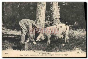 Old Postcard Pig Pig Folklore harvest of truffles in Perigord TOP