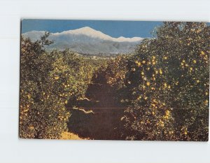M-200762 Orange Groves and Snow-Capped Mount San Bernardino California USA