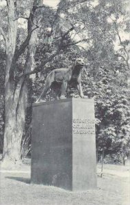 Vermont Burlington The Catamount At Bennington Mascot Of The University Of Ve...