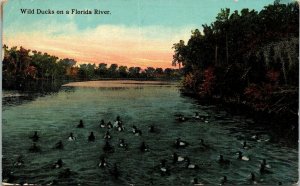 Wild Ducks Florida FL River Ducks Sunset Antique Postcard DB PM Cancel WOB Note 