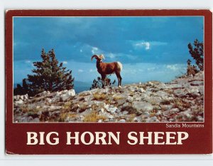 Postcard Big Horn Mountain Sheep, Sandia Mountains, New Mexico, USA