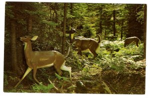 White Tail Deer, Sculptured Zoo, Bronnum`s Animaland, Sussex, New Brunswick