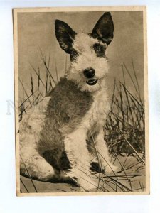 195802 GERMANY Schnauzer dog vintage postcard
