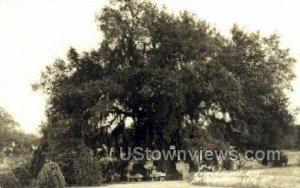 Evangeline oak, Real Photo - St Martinville, Louisiana LA