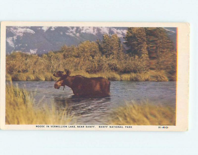 Unused 1930's MOOSE IN VERMILLION LAKE Banff National Park Alberta AB F3728