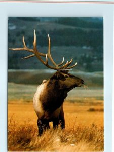 Postcard - Red Deer (Cervus elaphus)