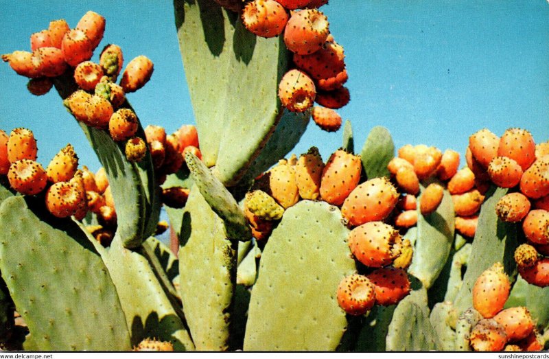 Cactus Prickley Pear Cactus Bearing Fruit