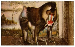 Florida  The Mandrill Baboon