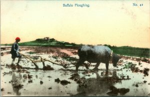 Vtg Postcard 1910s Rural China - Buffalo Ploughing - SS Picture Pub UNP Tinted 