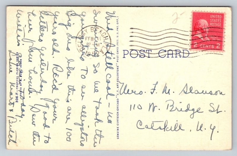 1952  Alligator   Old Timer  Florida   Postcard