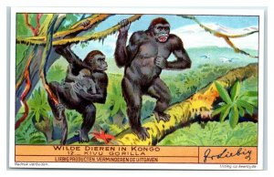 Mountain Gorilla, Congo Animals, Liebig Belgian Trade Card *VT32V