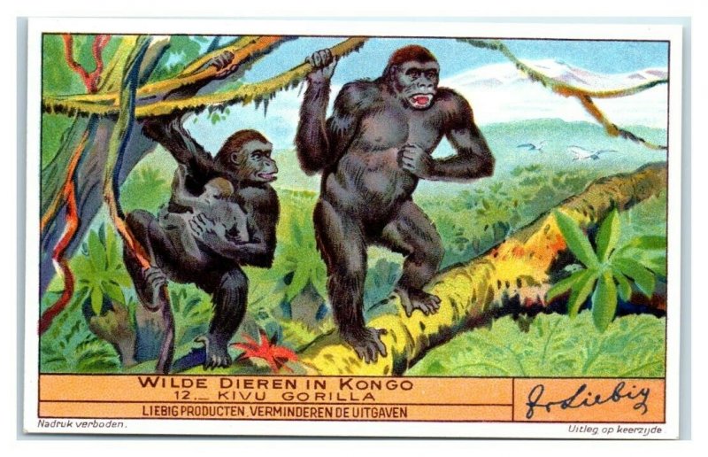 Mountain Gorilla, Congo Animals, Liebig Belgian Trade Card *VT32V