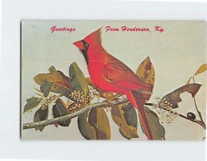 M-184195 The Cardinal Kentucky State Bird