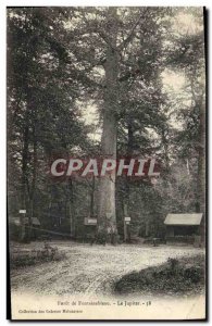 Old Postcard Tree Forest of Fontainebleau The Jupiter