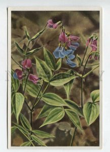 428066 Flower Lathyrus vernus Vintage Sammelwerk Tobacco Card w/ ADVERTISING