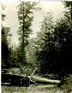 Real Photo, Yellowstone, c. 1920s, David Walker, signed