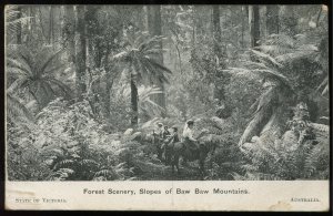 Victoria Welcomes the American Fleet. 1908. Forest Scenery Slopes of Baw Baw Mts
