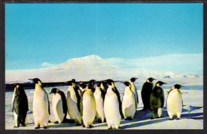 Emperor Penguins Portland Zoo OR Postcard 5994