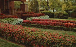 Postcard Beauty And Abundance Of Azaleas During Annual Trail McComb Mississippi