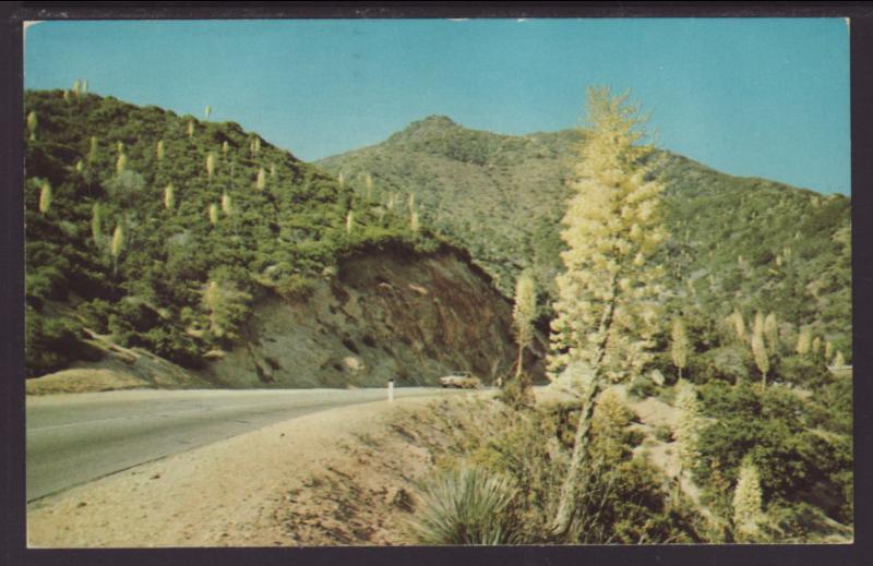 Mt Wilson Skyline Park,CA Postcard BIN