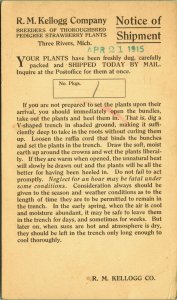 RM Kellogg Thoroughbred Pedigree Strawberry Plants Three Rivers MI 1915 Postcard