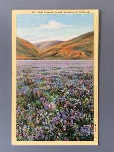 Wild Flowers (Lupine) Blooming In CA Linen Postcard A1143091850