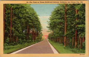 Ocean City MD The Pines on Ocean Blvd Linen Postcard T18