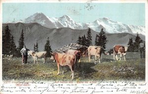 AUF HOHER ALP DAN LES ALPES LUZERN SWITZERLAND TO USA MOUNTAIN COW POSTCARD 1906