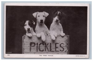 Real Photo Dogs Postcard Tom Reveley The Three Pickles Terrier Puppies 