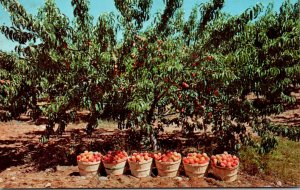 A Crop Of Delicious Peaches Ready For Market