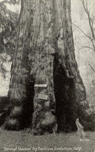 CA - Santa Cruz County. Big Trees Park, General Sherman