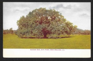 Suicide Oak Tree City Park New Orleans LA Unused c1910s
