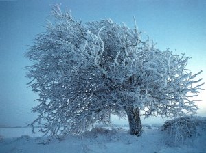 Tree Inwinter,Denmark