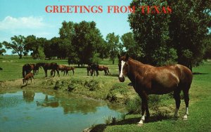 Vintage Postcard Prize Horses On A Ranch Greetings From Texas By Baxter Lane Co