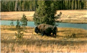 Haynes 52 SERIES #139, Y'stone Ntl Park Refuge, Yellowstone National Park