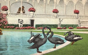 Vintage Postcard Black Swans Ringling Museum of Art Rare Bird Sarasota Florida