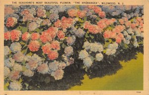The Seashore's Most Beautiful Flower The Hydrangea Wildwood NJ 