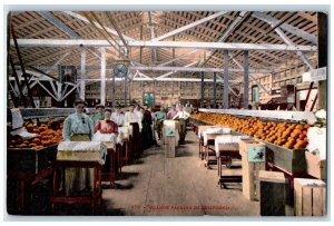 c1950 Orange Packing Cawston Ostrich Farm Factory Workers California CA Postcard 
