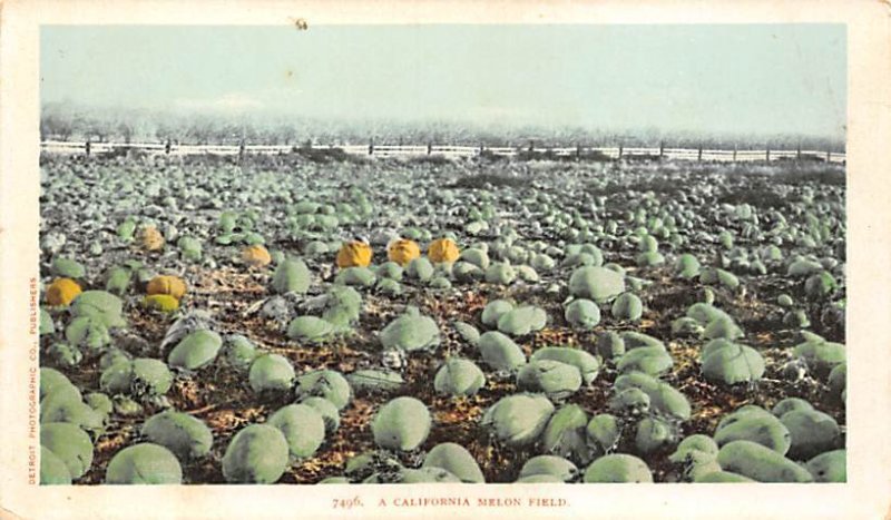 Melon Field California, USA Fruit Assorted Unused 