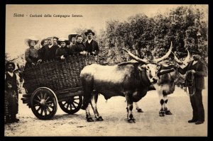 Italy Siena Vintage Postcard Costumi della  Compagna Senese Ox Cart