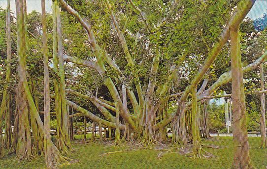 Banyan Tree Fort Myers Florida