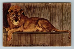 Chicago IL- Illinois, African Lion, Lincoln Park Zoo, Animals, Vintage Postcard