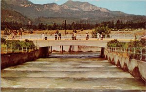 Fish Ladders at Bonneville Dam on Columbia River Postcard PC404