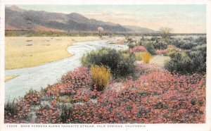 Palm Springs California 1924 Postcard Sand Verbena Along Tahquitz Stream