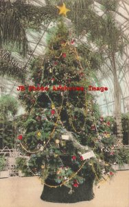 Christmas, Albertype, Irwin M. Krohn Conservatory Tree, Eden Park, Cincinnati
