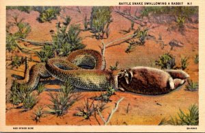 Rattlesnake Swallowing A Rabbit Curteich